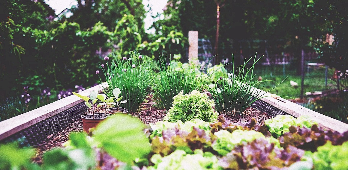 Hardy and Resilient Plants for Shaded Gardens